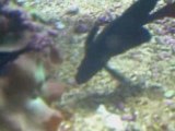La vie des poissons - poisson noir