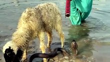 Snake wala