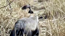 This Bird Just Gave This Badger Directions | Honey Badger & Honeyguide Bird | Deep Wildlife