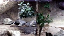 Manul Kittens Chilling Out Part2