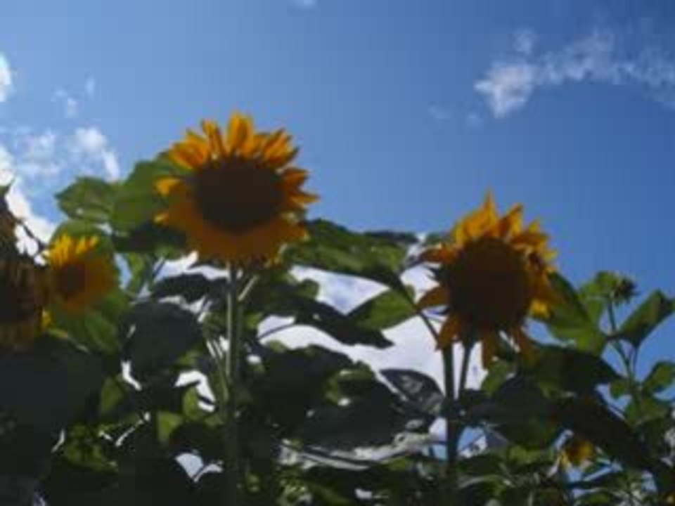 400 ème de québec- le musé en vert