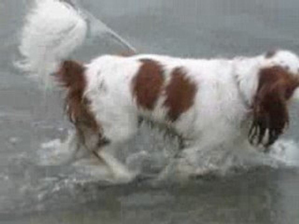 "muf' à la mer"