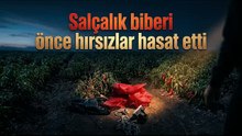 Biber tarlasına giren hırsızlar 1 ton ürünü çaldı: “Bizden önce hasat etmişler”