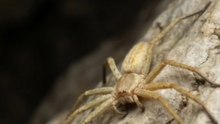This Spider Has No Eyes | Sinopoda scurion