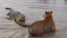 Crocodile Ambush Leaves No Chance for the Cubs