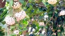 Lan cẩm cù - Hoya latifolia