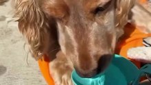 Portable Pet Water Bottle – One-Hand Dog Water Dispenser, Leak Proof & Foldable Bowl