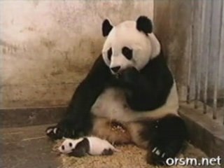 Panda qui Met un coup de pression a sa mere
