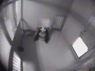 7/29/08~Panda Behind the Scenes Zoo Atlanta~4.43min