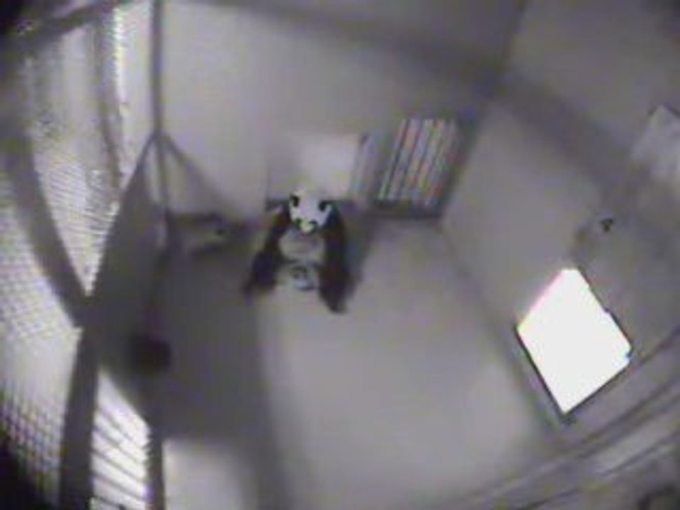 7/29/08~Panda Behind the Scenes Zoo Atlanta~4.43min