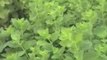 Lemon Balm Herb: Melissa officinalis