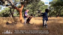 От винных пробок до ракет: как Португалия переосмысливает пробку