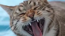 ​Watch Till The End! Funny Cat Yawn 😱🐾