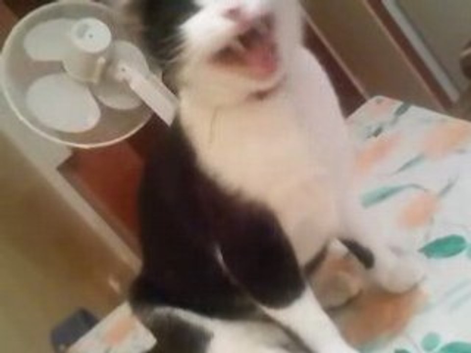 le chat d'yssingeaux