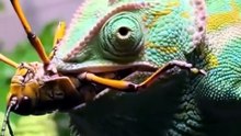 Interesting Chameleon(Girgit) Facts in Hindi & Urdu 🦎 | Do You Know Why Girgit Changes Color?