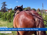 Retour du cheval de trait pendant les vendanges ? / Les travaux du chantier life continuent &agrave; l'&eacute;cop&ocirc;le du Forez / Un d&eacute;fi audacieux pour le bicentenaire de la ligne de chemin de fer