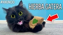 ¡Probando productos de catnip que enloquecen a los gatos!