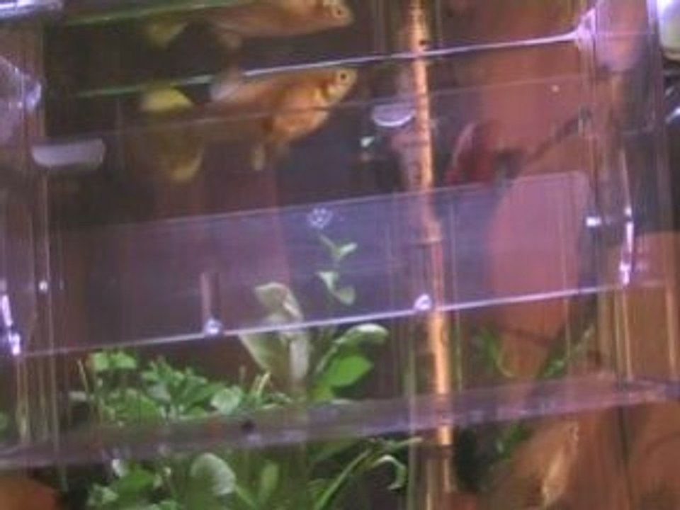 Guppy