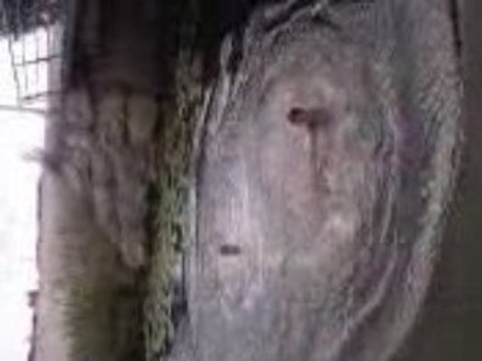 Vidéo0003