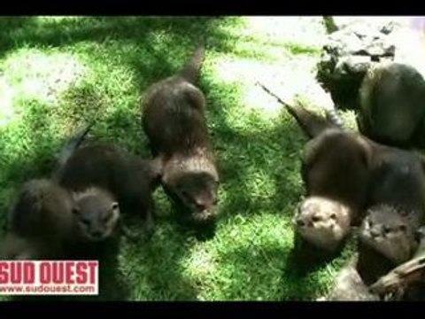 Loutres cendrées au Zoo de Pessac