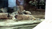 Manul Kittens Playing with Their Mom