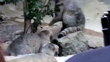 Manul Kittens Playing around the Tree