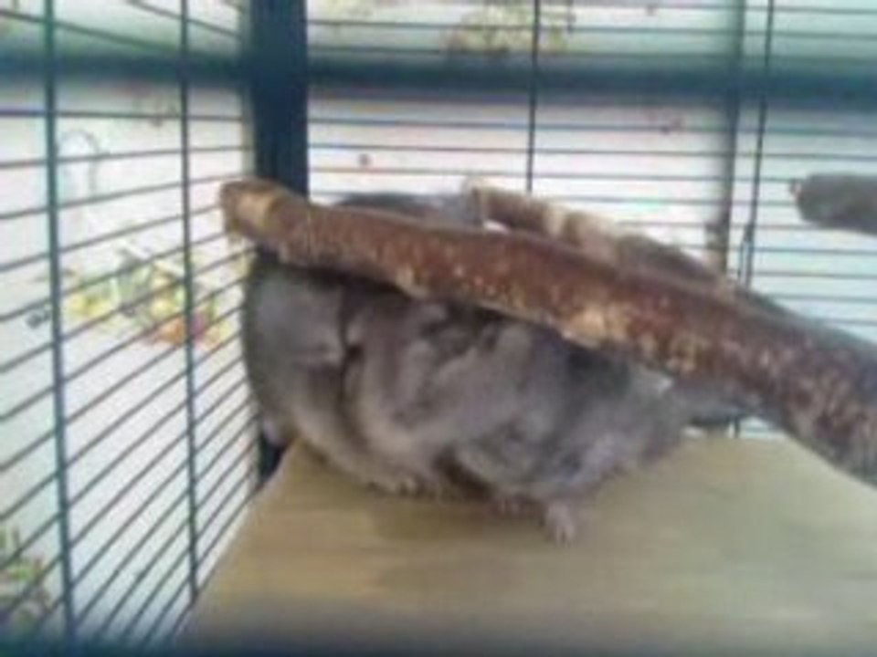 Video-0002