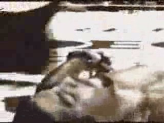 Mauricio Shogun