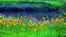 Méditation Printemps _ Musique Relaxante et Sons de la Nature