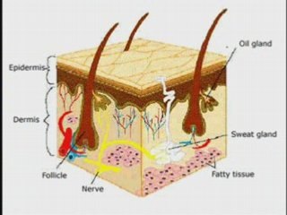 Stretch Mark Removal