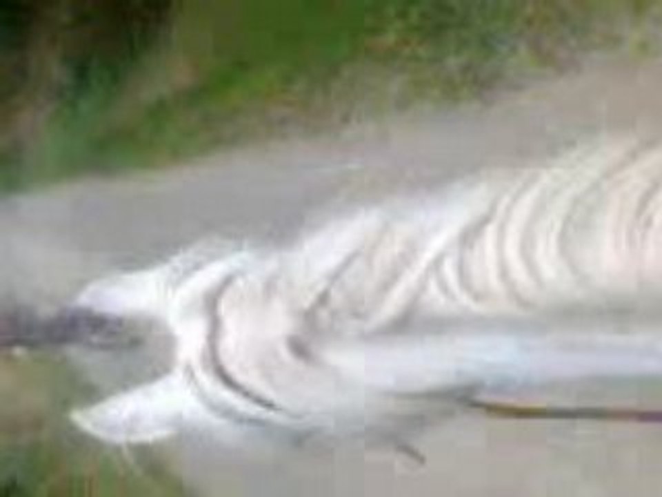 Vidéo009