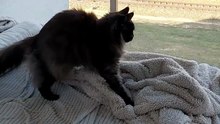 First things first: knead the dough, then relax. :) #cats #funnycats #Catlovers