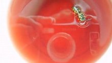 The Fall. The wasp in the stewed fruit
