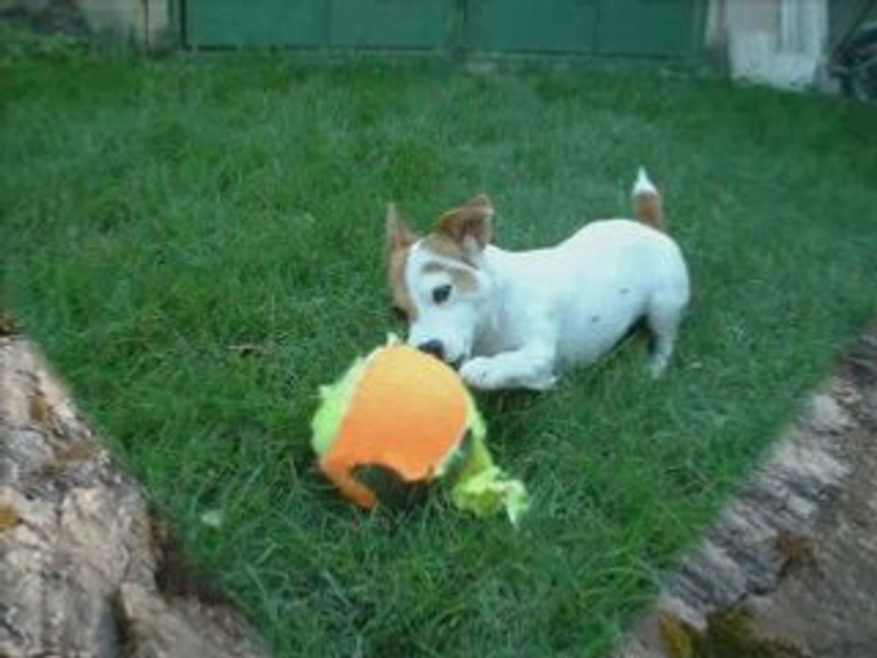 Virgule mon amour de chienne