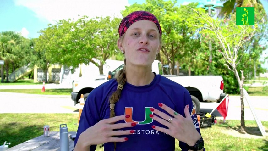 Científicos de Florida buscan corales resistentes al calor ante el cambio climático