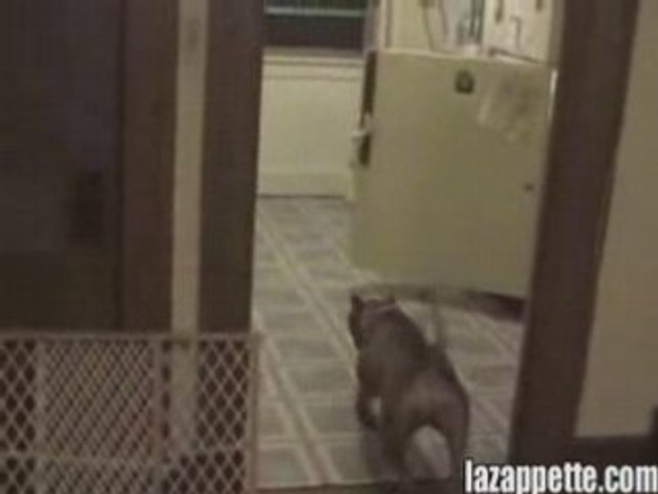 Chien super intelligent