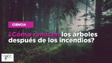 ¿Cómo renacen los árboles después de los incendios?