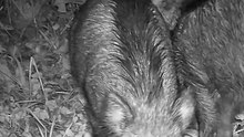 What Roams the European Woods After Dark?
