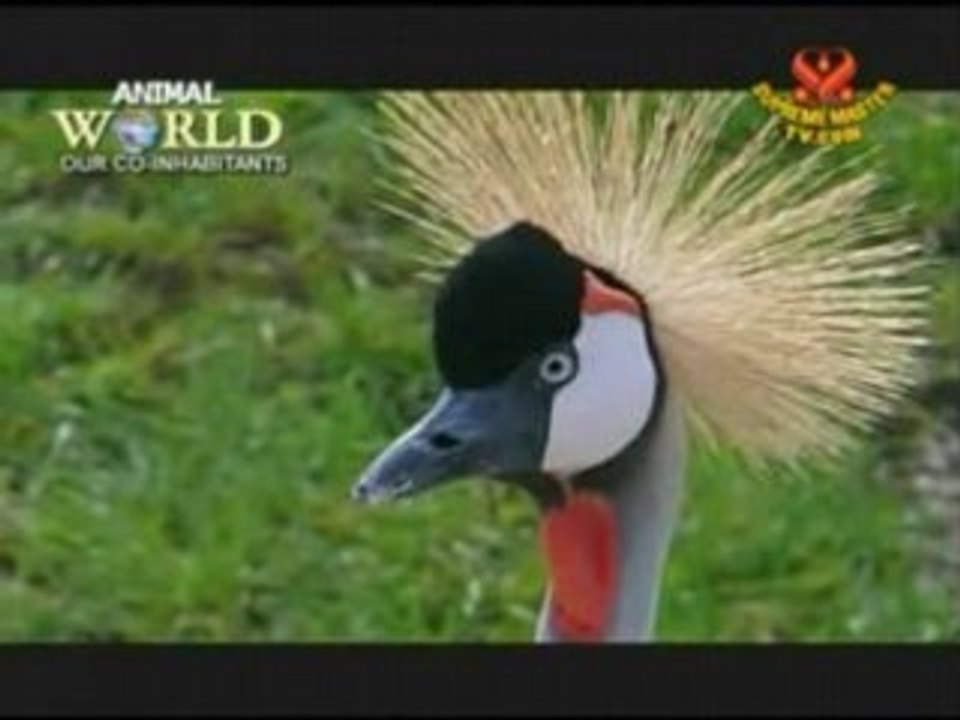 Majestic and Noble Crowned Birds