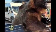 Animali doppiati