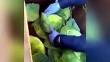 metanfetaminas repolho