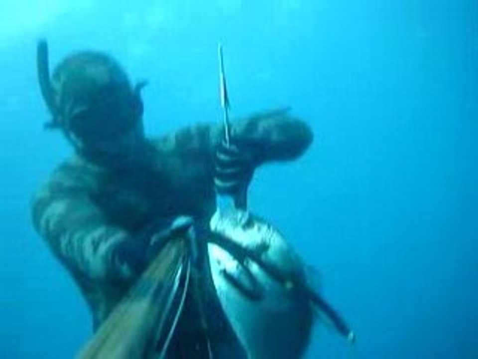 Dorade  2.6 kg