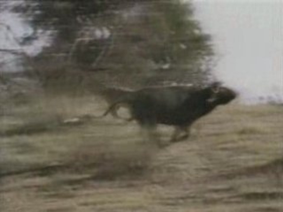 NATIONAL GEOGRAPHIC 3 lions dans la nuit3.00