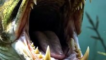"Traíra ou Trairão? Quase nenhum pescador sabe essa diferença!"