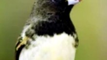 PAPACAPIM: ELE VIVE MAIS SOLTO OU EM CATIVEIRO? A RESPOSTA SURPREENDE! 🐦😱 #Papacapim #AvesDoBrasil #Passaros