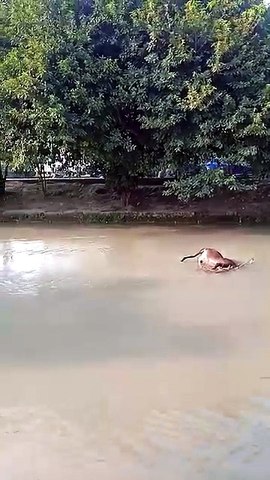 Lahore canal may khota ghada donkey 🙃 mar kar kisi nay dal diya