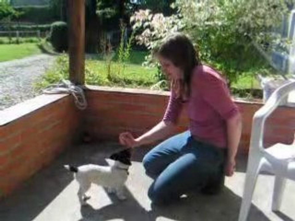 Dolly apprend le "assis"