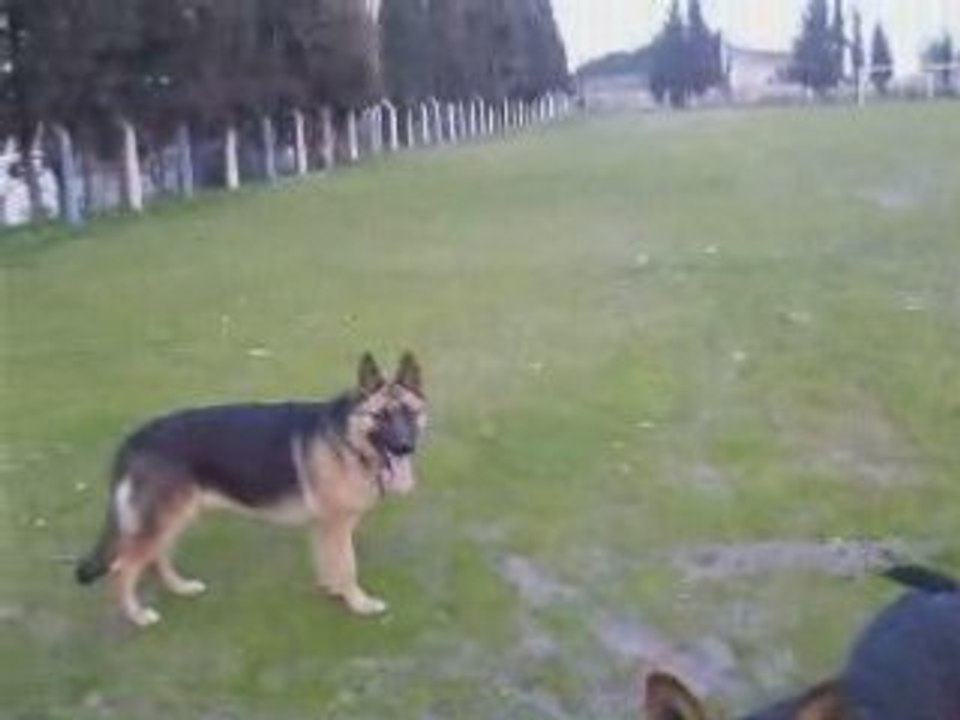 german shepherd