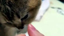 Cat lover Swett