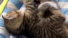 kitty Sweet